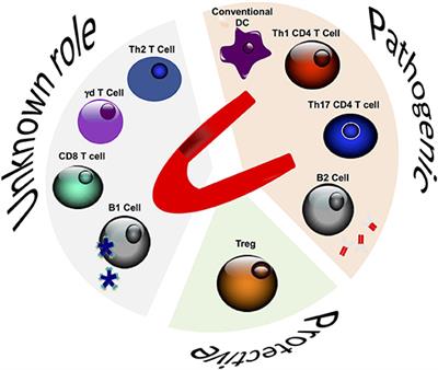 Adaptive Immune Responses Contribute to Post-ischemic Cardiac Remodeling